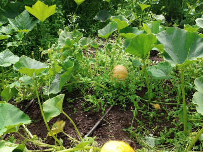The squash patch in the Walled Garden at The Sharpham Trust - July 2025