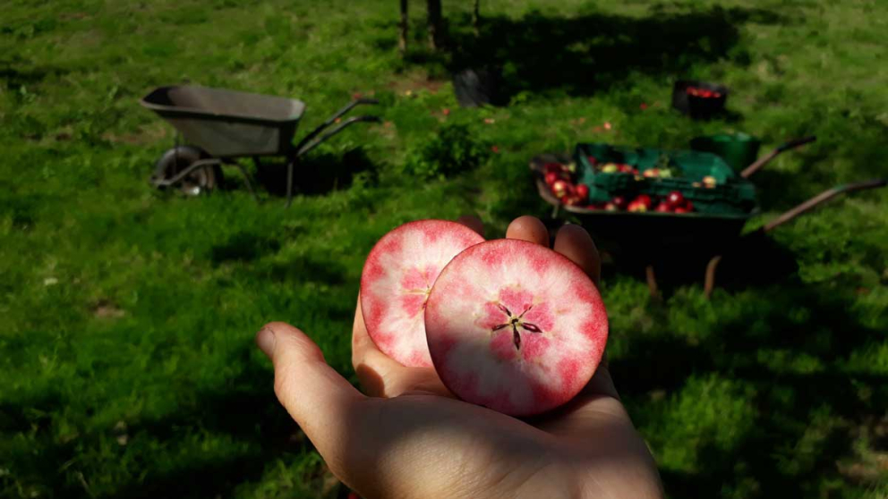 Sops in Wine - just one of the heritage breeds grown in our organic orchards at The Sharpham Trust