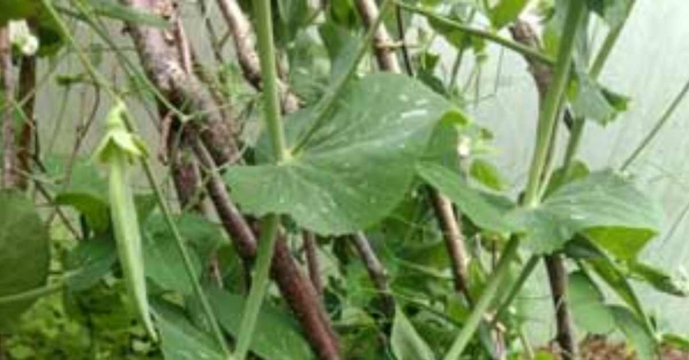 Peas growing in the polytunnel at The Barn at The Sharpham Trust