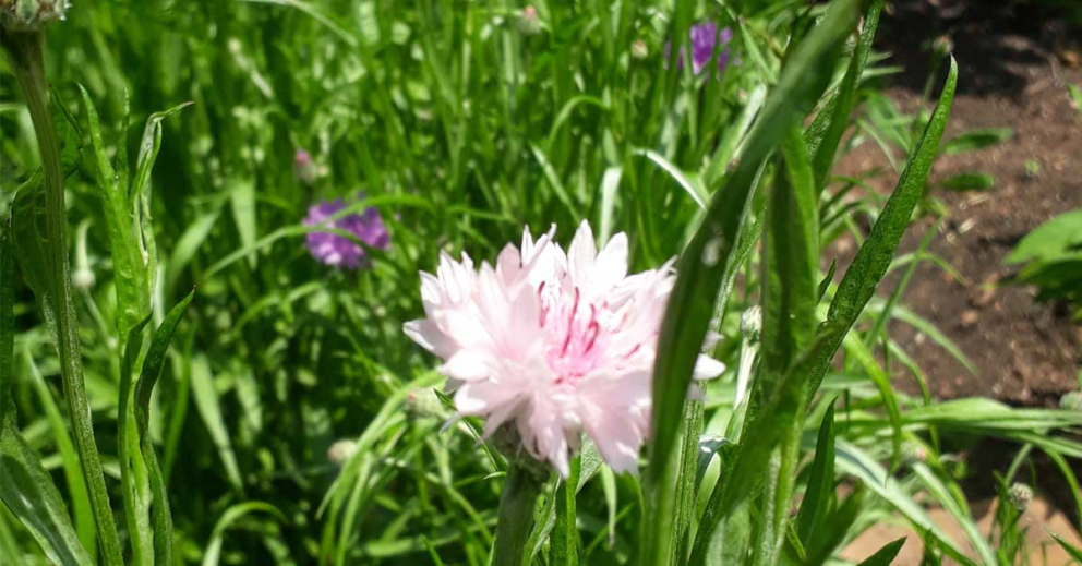 A cornflower in our cut flower bed
