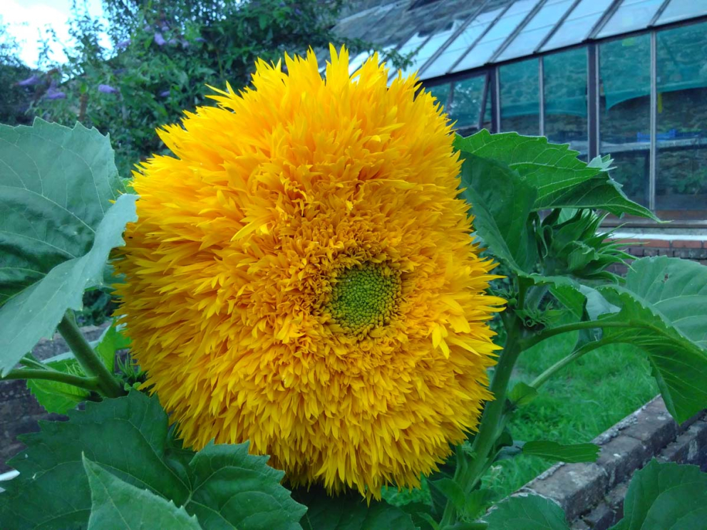 Beautiful sunflower in the Walled Garden at Sharpham House