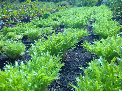 Lettuce growing in the Walled Garden at Sharpham House