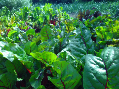Lettuce growing in the Walled Garden at Sharpham House