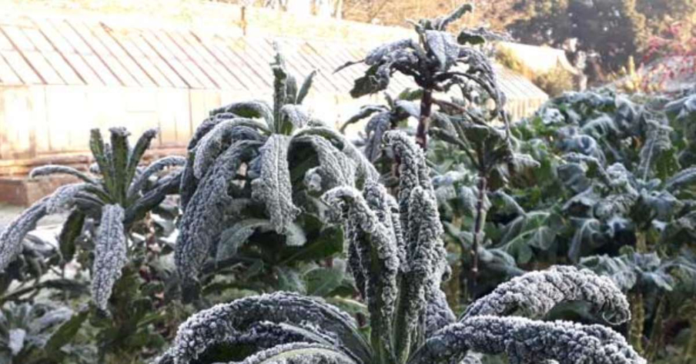 Frosty Cavalo Nero kale in the Walled Garden behind Sharpham House