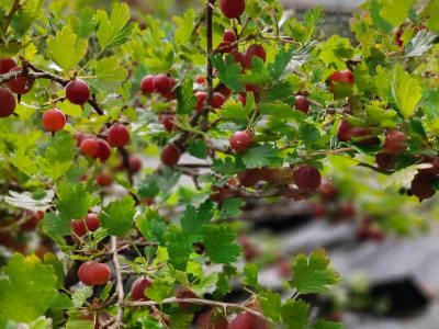 Gooseberries growing in the Walled Garden at The Sharpham Trust - July 2025