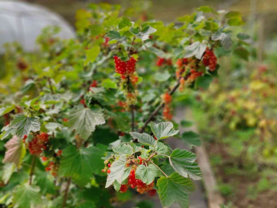 Redcurrants growing in the Walled Garden at The Sharpham Trust - July 2025
