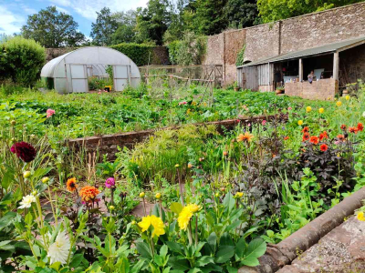 View of the abundance in our Walled Garden at The Sharpham Trust, and our packed polytunnel - July 2025
