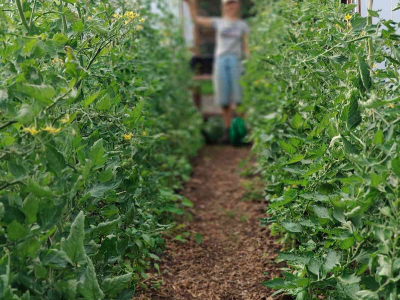 Regenerative Agriculture trainee Ami in amongst it in our polytunnel - July 2025