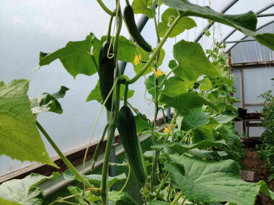 Cucumbers climbing in our polytunnel - July 2025