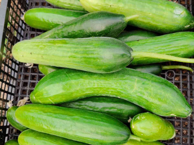 Just some of our cucumbers. We're harvesting kilos each week at the moment - July 2025