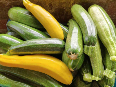 Some of the courgettes we're harvesting - July 2025