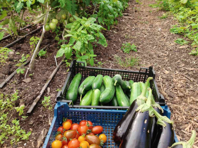 A tiny bit of our polytunnel produce - July 2025