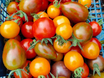 Some of our delicious tomatoes from our polytunnel - July 2025