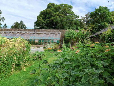View of the Astra Rose Sunflowers in our cut flowerbed in our Walled Garden at The Sharpham Trust - July 2025