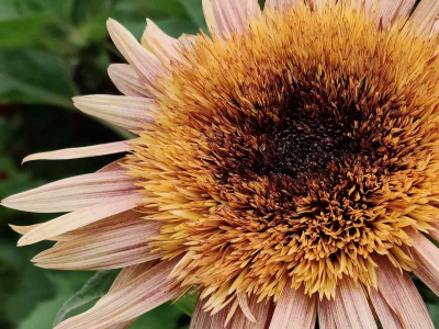 Close up of an Astra Rose Sunflower in our cut flowerbed in our Walled Garden at The Sharpham Trust - July 2025