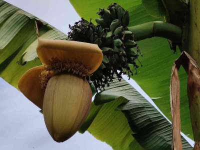 Tiny fruits growing on our banana tree in the Walled Garden! They won't mature but there they are!