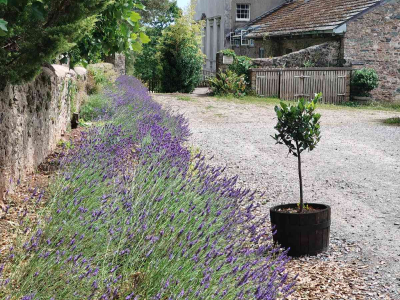 Lavender (Grosso & Hidcote varieties) in the border close to The Coach House and the West Wing, behind Sharpham House - July 2025