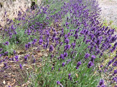 Lavender (Grosso & Hidcote varieties) in the border close to The Coach House and the West Wing, behind Sharpham House - July 2025