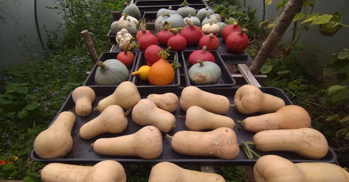 Squash and pumpkin harvest at The Barn meditation centre at the Sharpham Trust