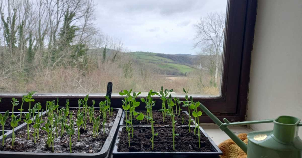 Pea seedlings on the windowsill at The Barn