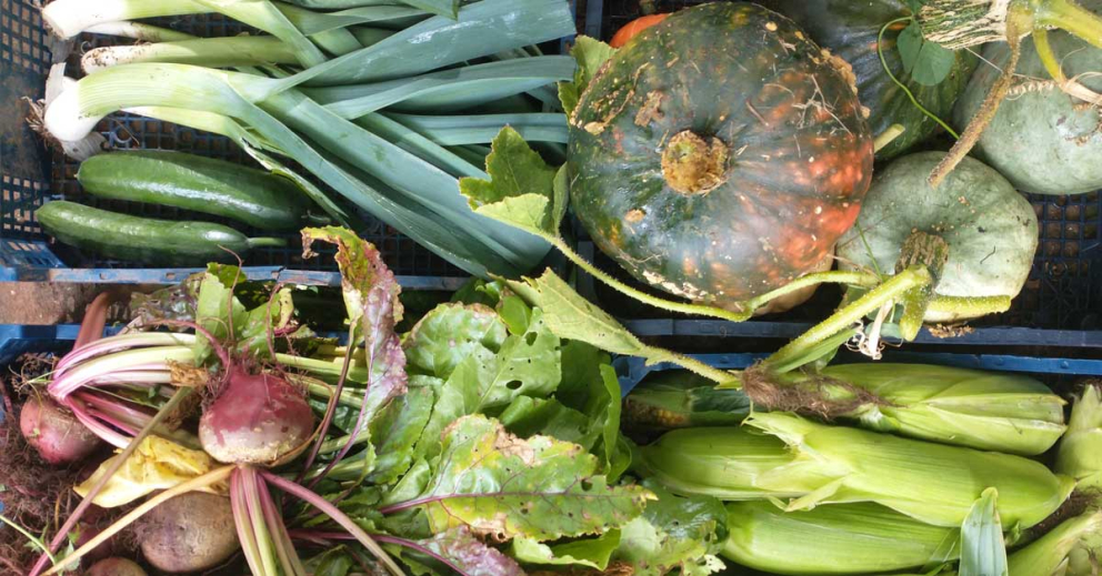 Produce from The Barn's gardens at The Sharpham Trust