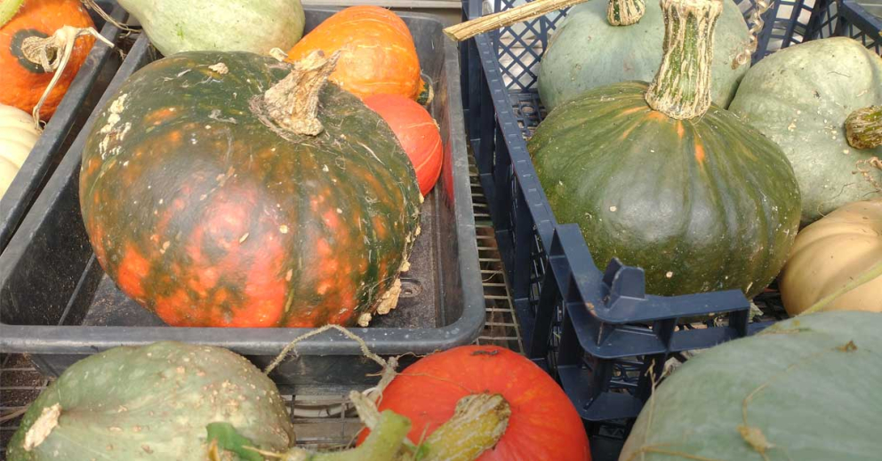 Squash grown at The Sharpham Trust