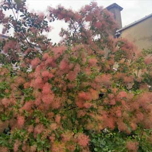 A smokebush at Sharpham - August 2023