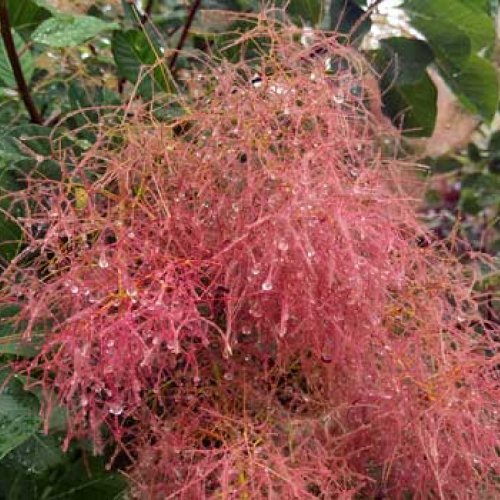 A smokebush at Sharpham - August 2023