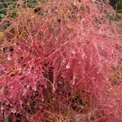 A smokebush at Sharpham - August 2023