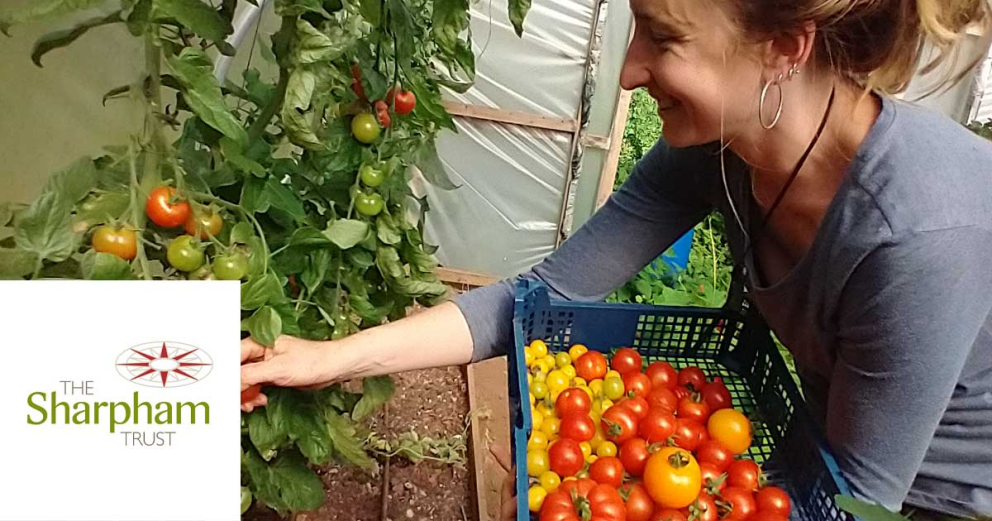 Sharpham gardener Luci says plant winter lettuce in September