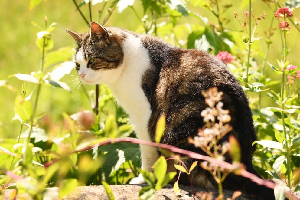 Barn cat Cirrus