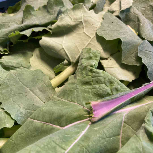 Organic kale from the Sharpham House walled garden