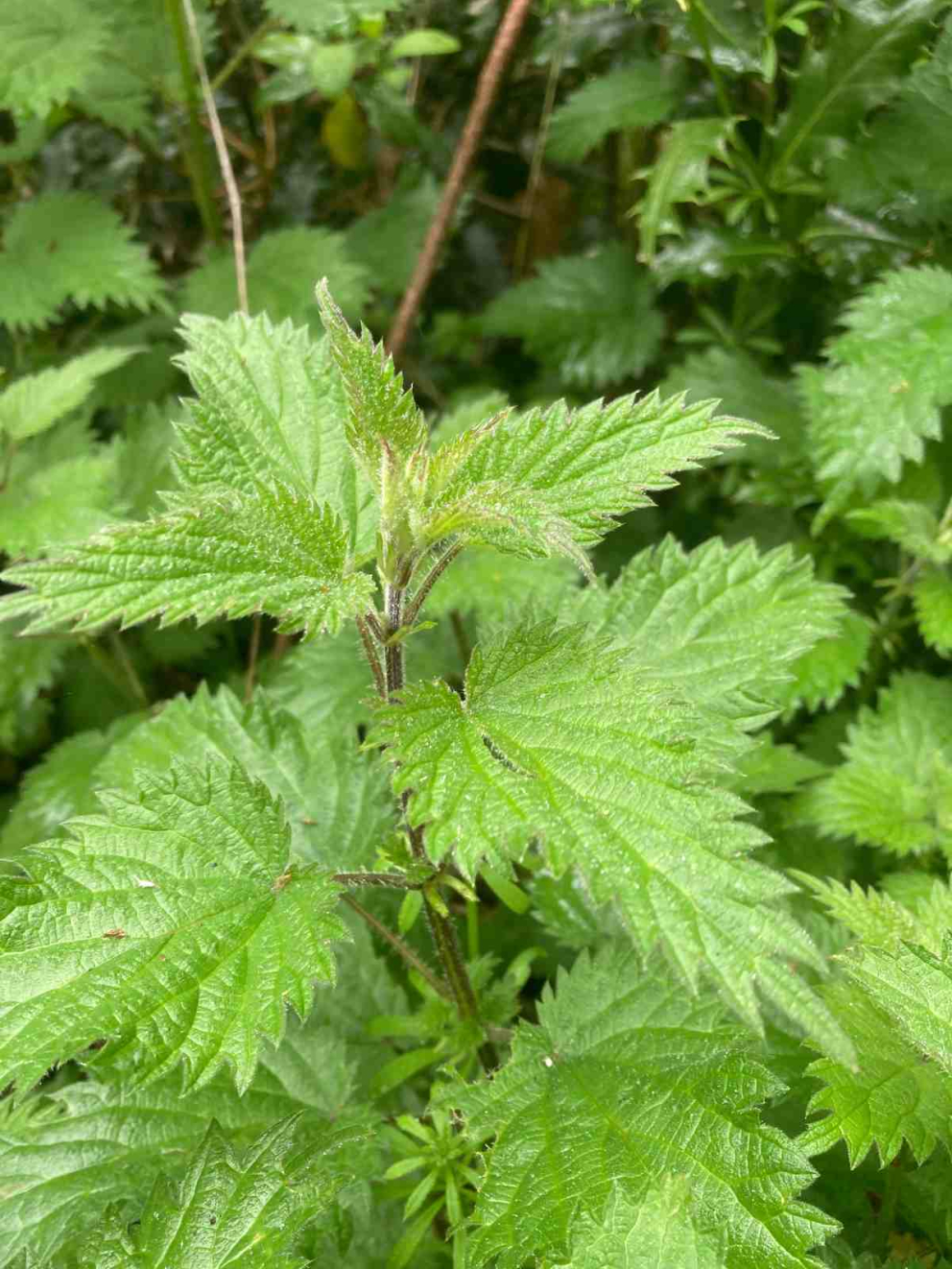 Foraged nettle soup - a recipe by Sharpham House cook Sybille Pouzet