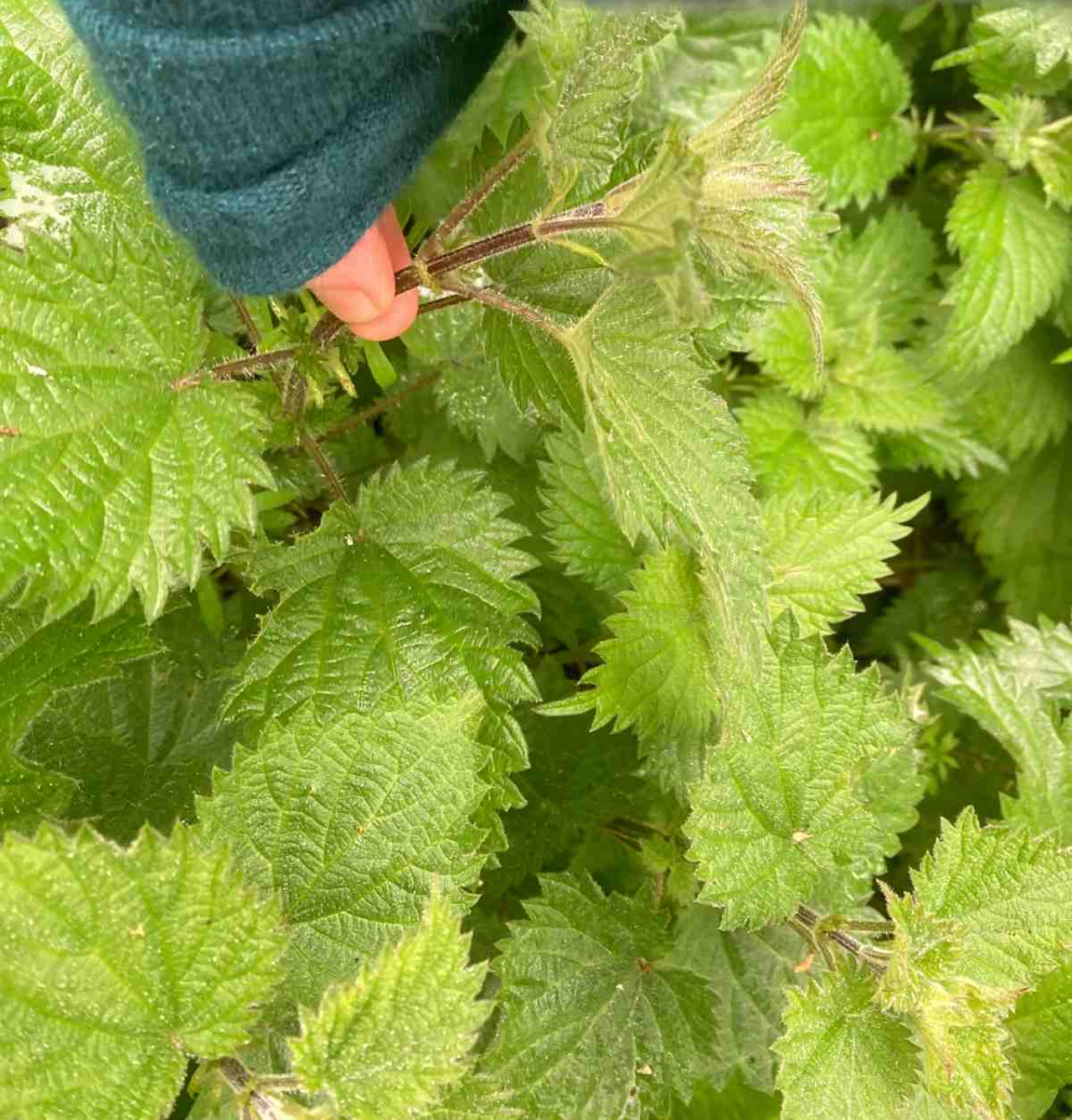 Foraged nettle soup - a recipe by Sharpham House cook Sybille Pouzet