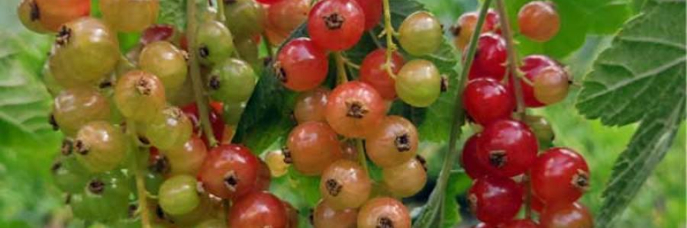 Redcurrant berries growing at The Sharpham Trust