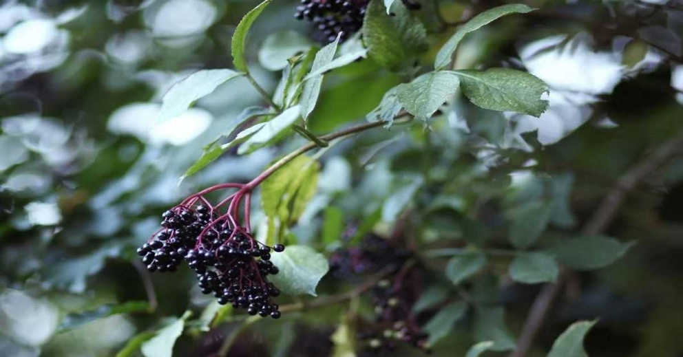 Elderberries - a Sharpham Trust recipe