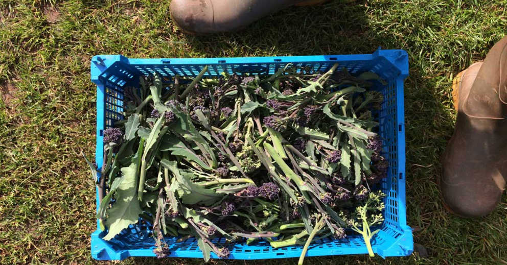 Purple Sprouting Broccoli grown at The Sharpham Trust nature mindfulness charity