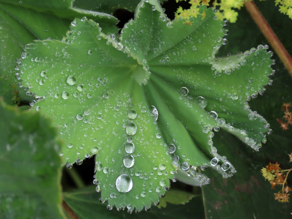 A close up of dew on a mallow leaf by a Woodland retreatant at The Sharpham Trust