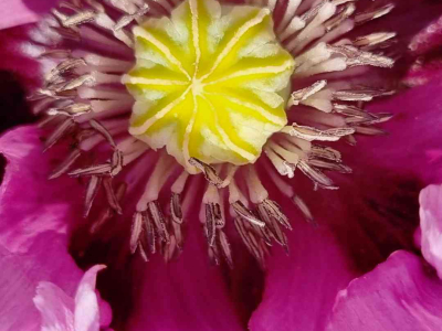 Images taken by a participant on The Barn's Touching The Earth nature-mindfulness retreat