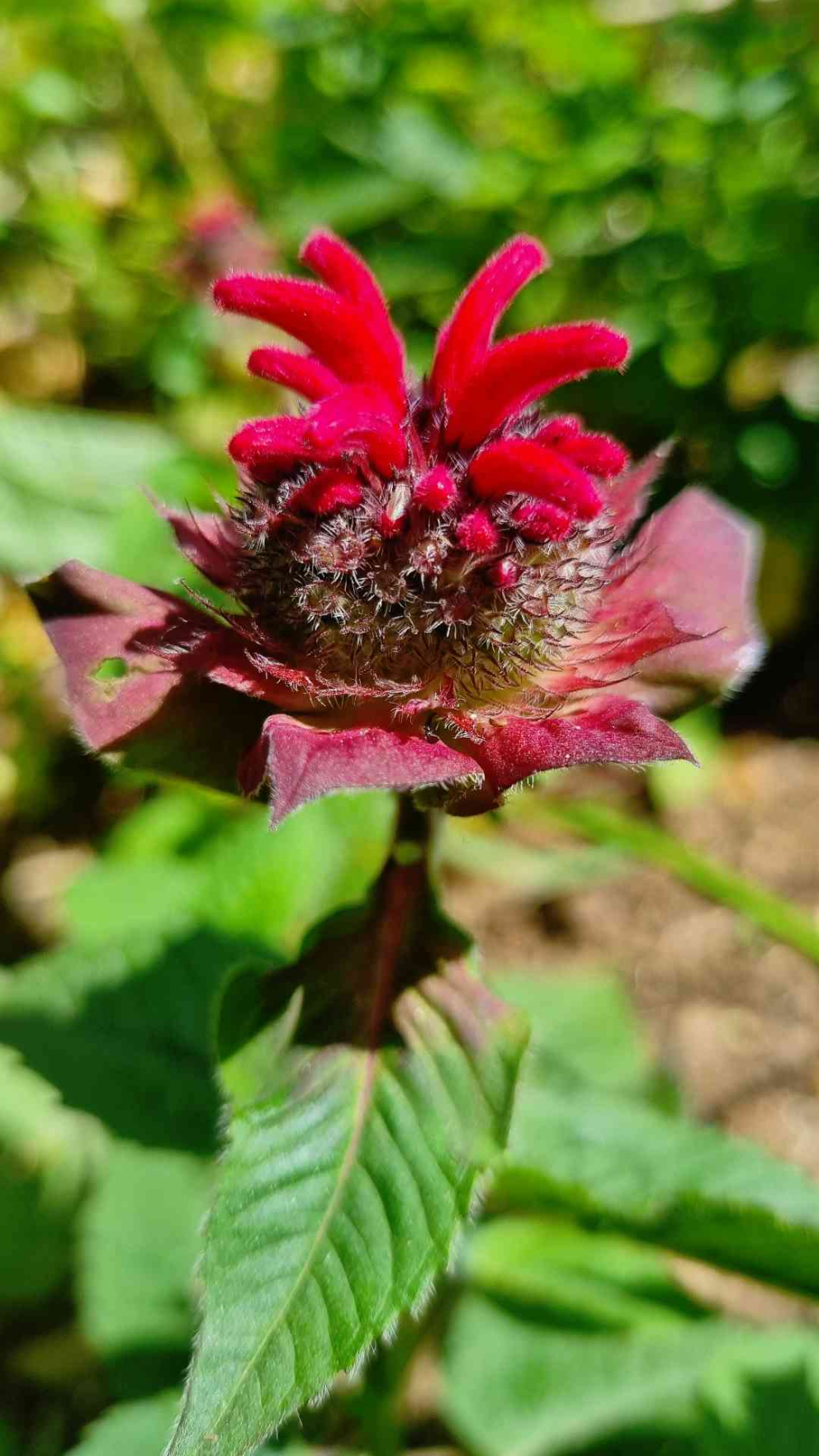 Images taken by a participant on The Barn's Touching The Earth nature-mindfulness retreat