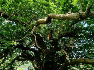 Images taken by a participant on The Barn's Touching The Earth nature-mindfulness retreat