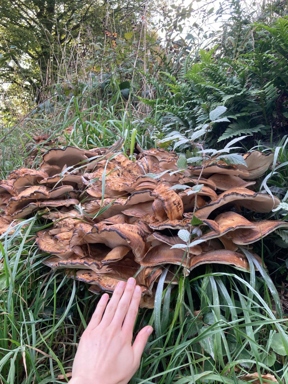 Poet & writer Ruby Lawrence - inspired by nature