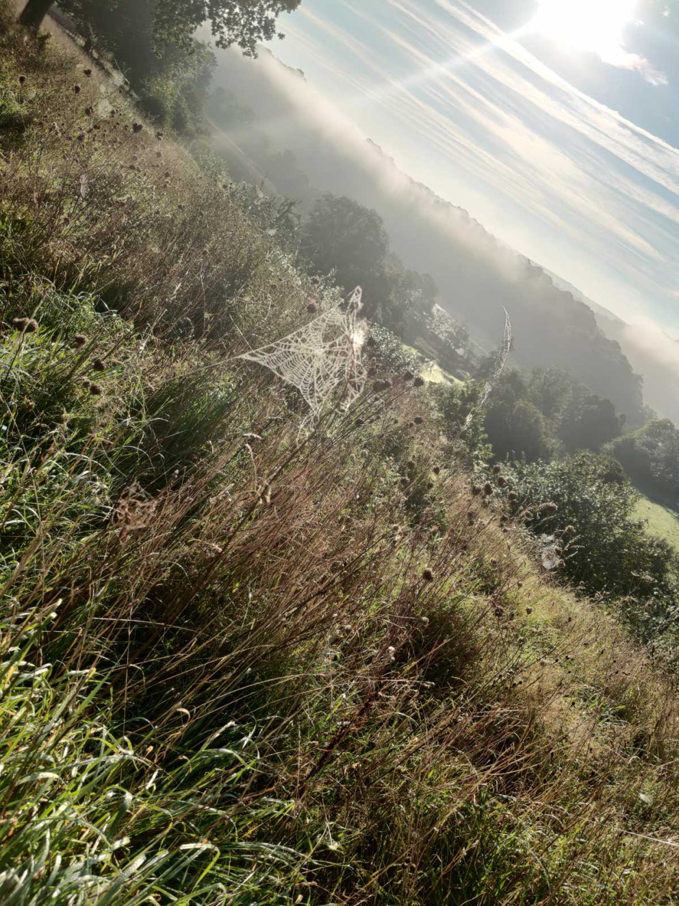 Autumnal cobweb, by retreatant Katie