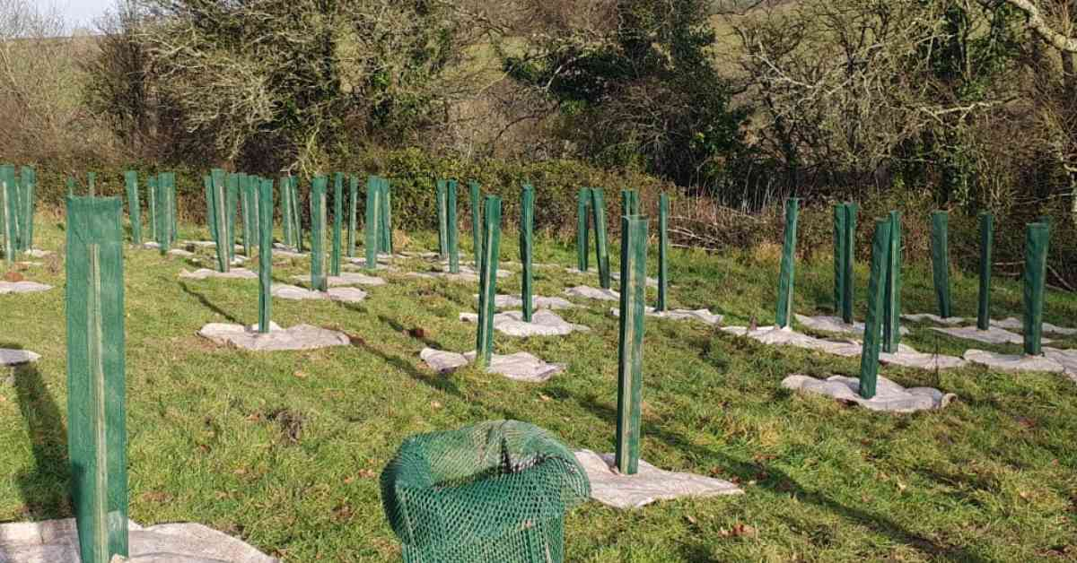 Just a few of the new trees planted on the Sharpham Estate by volunteers and nature-restoration partners Ambios