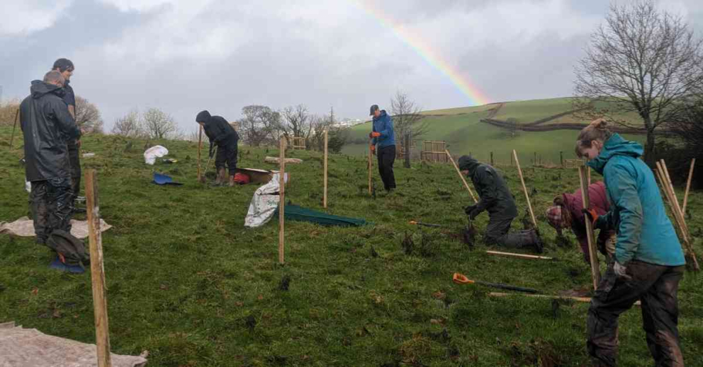 Just a few of the new trees planted on the Sharpham Estate by volunteers and nature-restoration partners Ambios