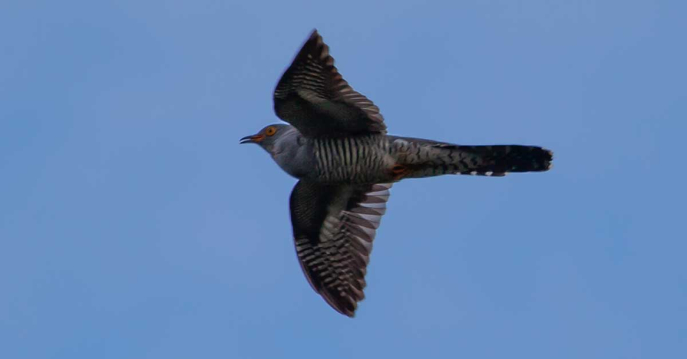 A Eurasion cuckoo
