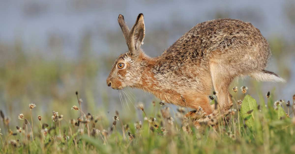 A hare