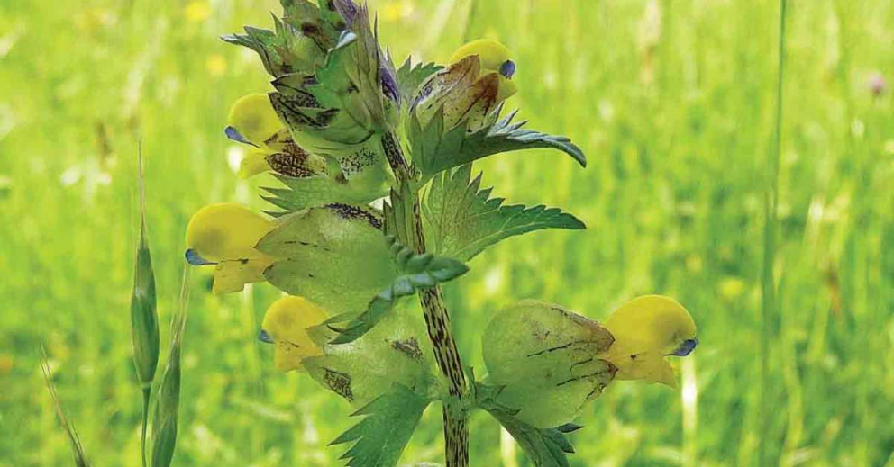 Yellow Rattle planted in Sharpham's wildflower meadow to 'eat' the couch grass