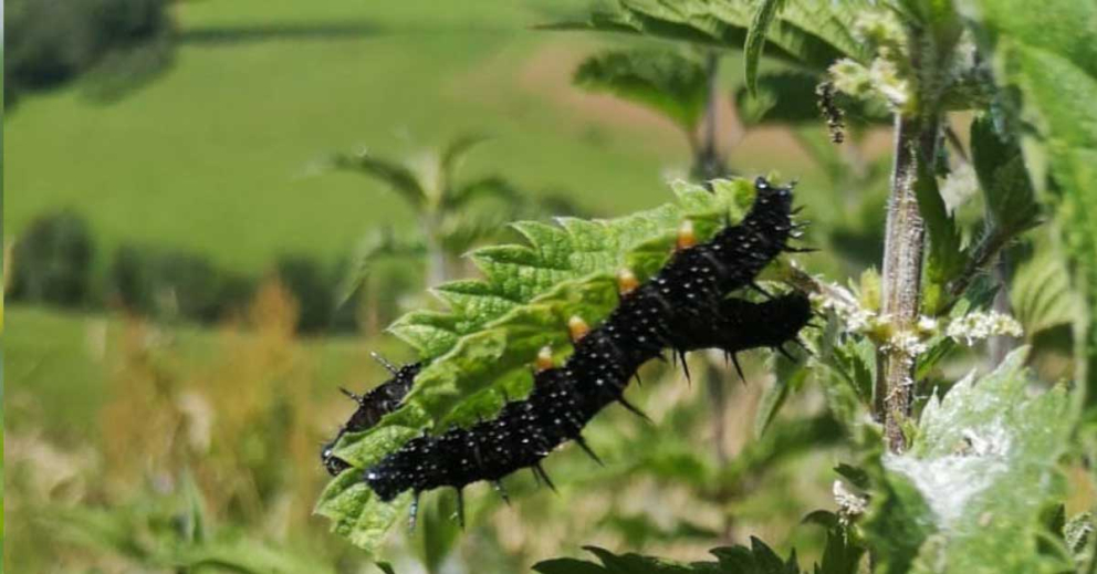 Caterpillars of the Peacock butterfly on nettles in our rewilding fields