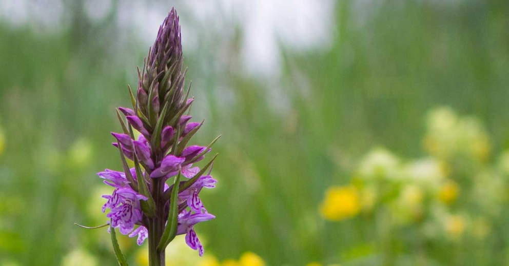 A Southern Marsh Orchid